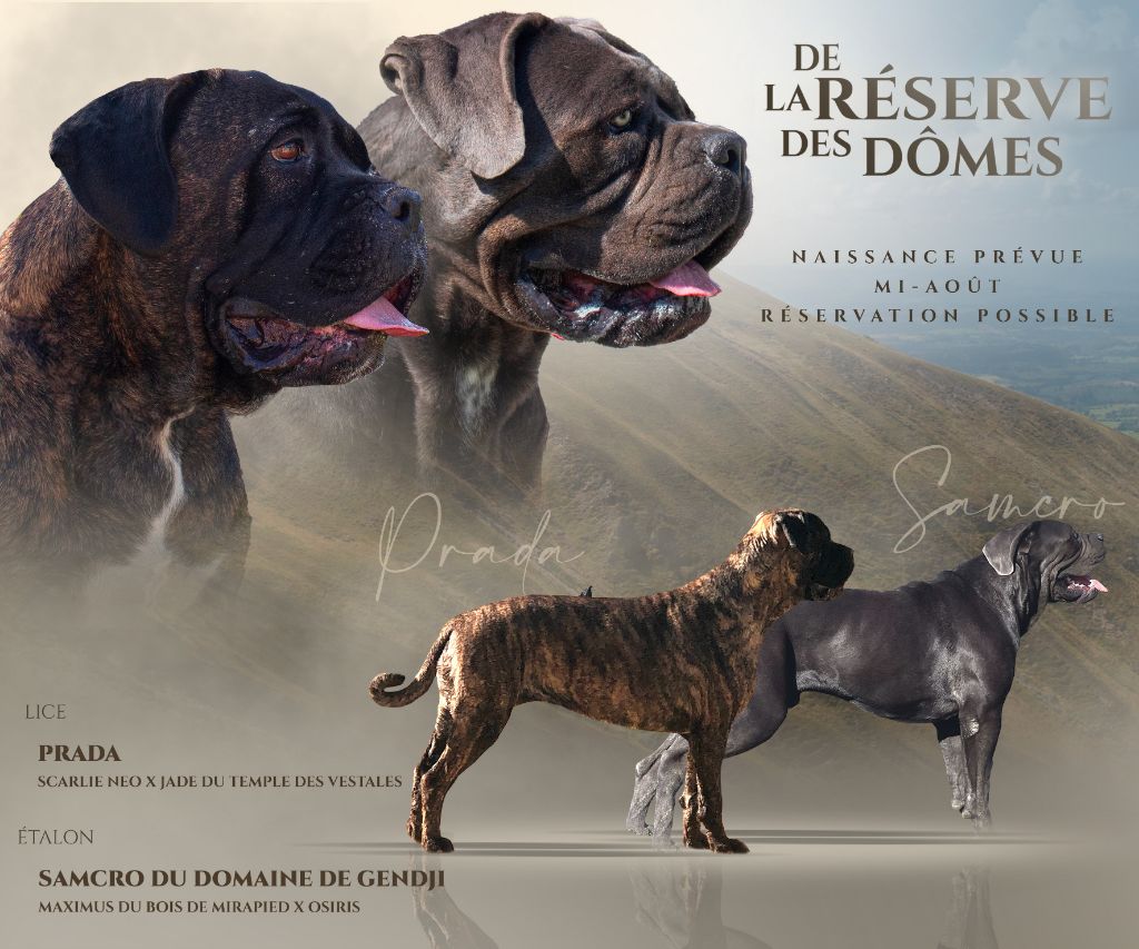 De La Reserve Des Domes - Cane Corso - Portée née le 16/08/2023