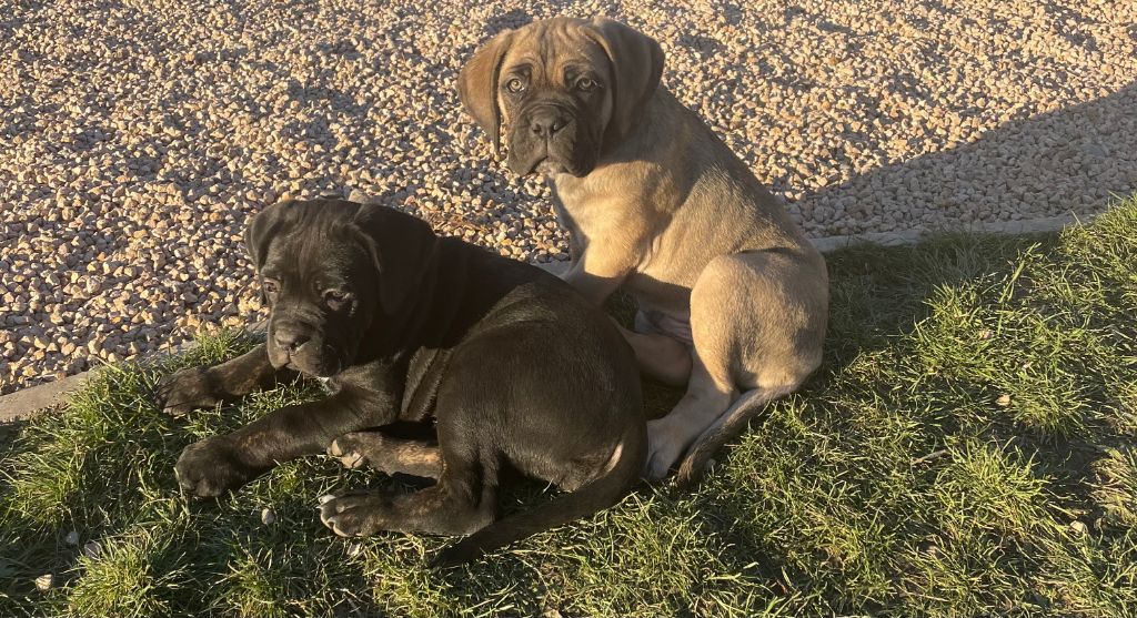 De La Reserve Des Domes - Cane Corso - Portée née le 12/12/2022